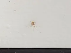 Theridion californicum thumbnail 2