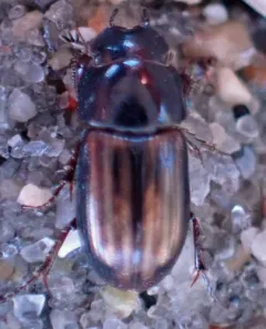 Liothorax alternatus thumbnail 2