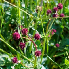 Purple Sanicle thumbnail 4