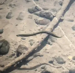 Western Brook Lamprey thumbnail 3