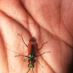 Scarlet Malachite Beetle thumbnail 2