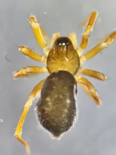 Pocadicnemis pumila thumbnail 2