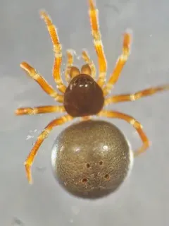 Ceratinella acerea thumbnail 2