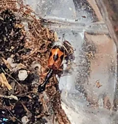 Long-necked Ground Beetle thumbnail 2