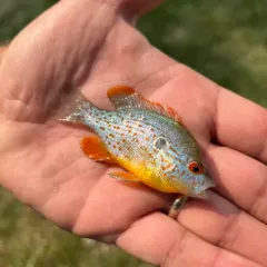 Orangespotted Sunfish thumbnail 3