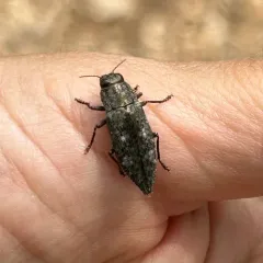 Hickory Jewel Beetle thumbnail 4