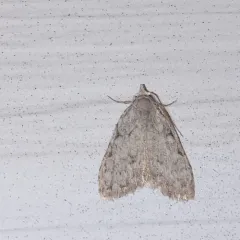 Three-spotted Nola Moth thumbnail 4