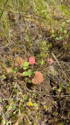 round-leaved filaree thumbnail 2