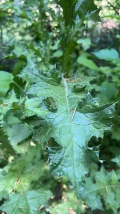 Slender Thistle thumbnail 3