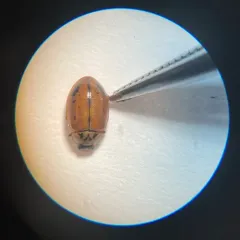 Larch Lady Beetle thumbnail 4