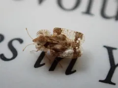 Birch Lace Bug thumbnail 4