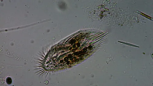 Histriculus histrio