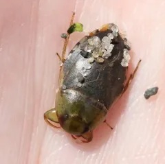 Pelocoris femoratus thumbnail 3