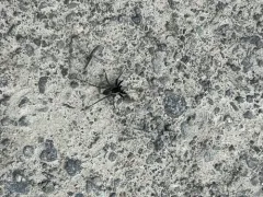 Pardosa saxatilis thumbnail 2