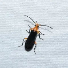 Thighed Fire-colored Beetle thumbnail 3