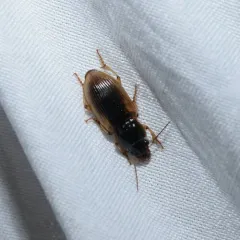 Anisodactylus discoideus thumbnail 4