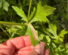 Sanicle Leafminer thumbnail 3