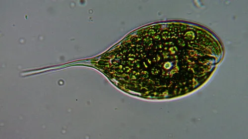 Phacus elegans