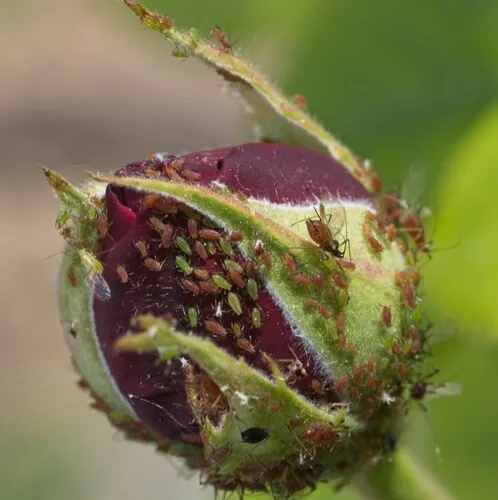 Rose Aphid