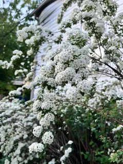 Reeve's Spirea thumbnail 3