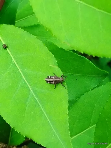 Post Oak Grasshopper