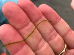 Urospora wormskioldii thumbnail 2