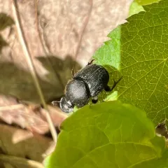 Scooped Scarab thumbnail 3