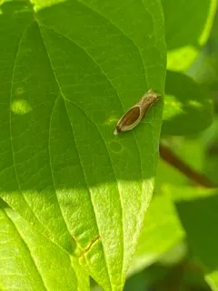 Ancylis laciniana thumbnail 2