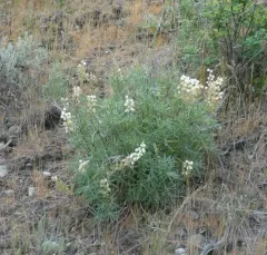 sulphur lupine thumbnail 2