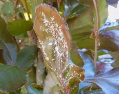 Woolly Beech Aphid thumbnail 3
