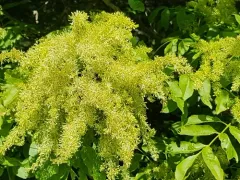 Manna ash thumbnail 3