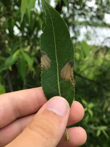 Fenusella wuestneii