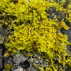 Nuttall's homalothecium moss thumbnail 3