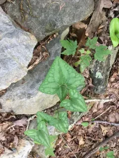 Little Brown Jugs thumbnail 2