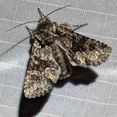 Cuneate Arches Moth thumbnail 2