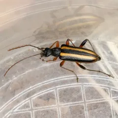 Cortodera longicornis thumbnail 3