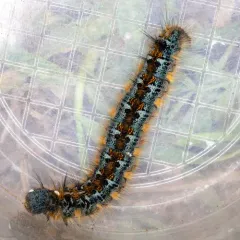 Pacific Tent Caterpillar thumbnail 3
