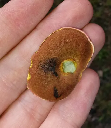 Boletus carminiporus