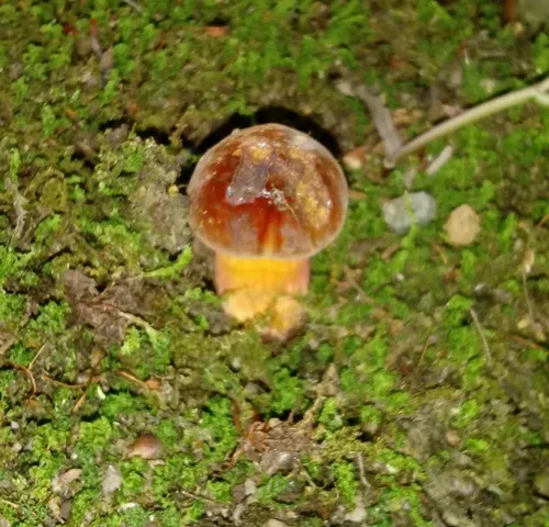 Boletus rufocinnamomeus