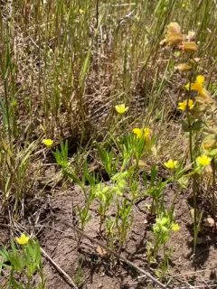 Corn buttercup thumbnail 4