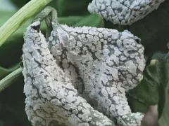 White Rust thumbnail 3