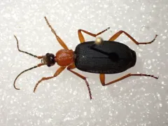Galerita janus thumbnail 3
