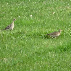 Upland Sandpiper thumbnail 2