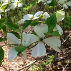 flowering dogwood thumbnail 4