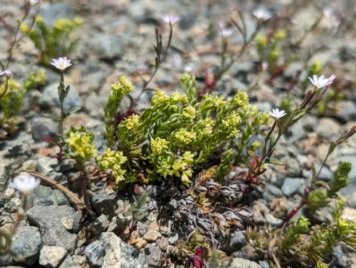 Yolla Bolly Bedstraw