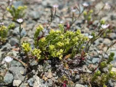 Yolla Bolly Bedstraw thumbnail 1