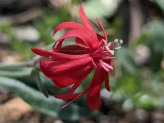 Serpentine Catchfly thumbnail 2