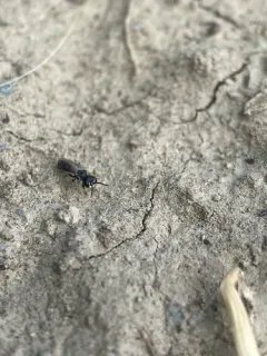 Diodontus minutus thumbnail 1