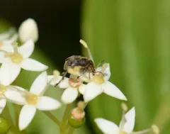 Broadbean Weevil thumbnail 1