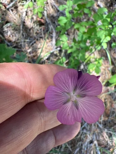 Waxy Checkerbloom